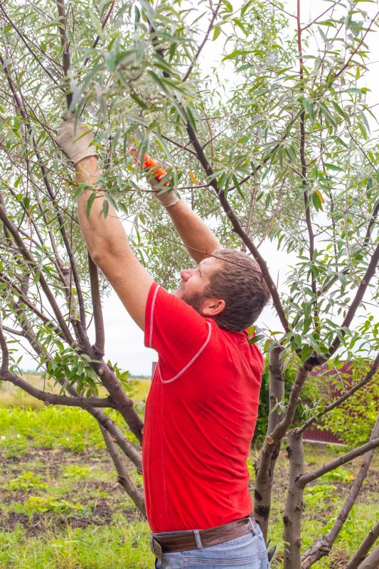 Magnolia Tree Pruning