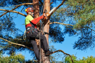 Commercial Tree Trimming in Aiken, SC