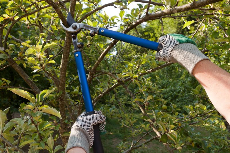 Magnolia Tree Pruning