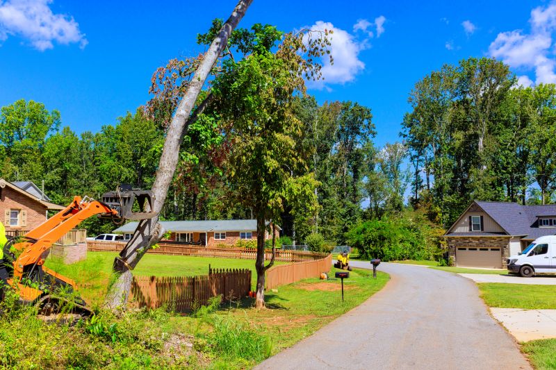 Magnolia Tree Pruning