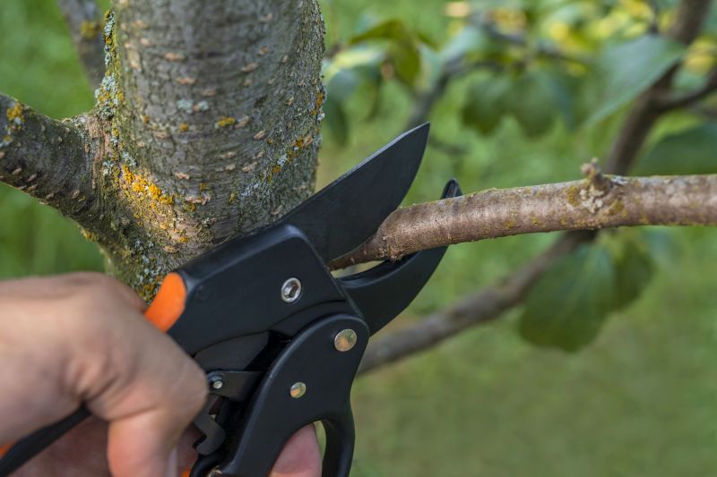 Magnolia Pruning Tools