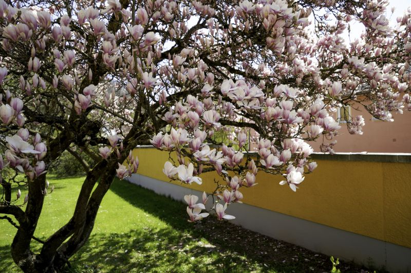 Healthy Magnolia After Pruning