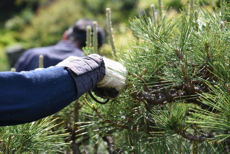 Oak Tree Pruning in Doylestown, PA
