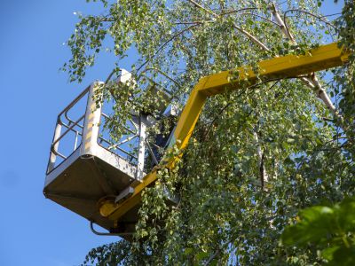 Residential Tree Service in Montgomery County, PA