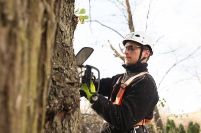 Arborist Pruning