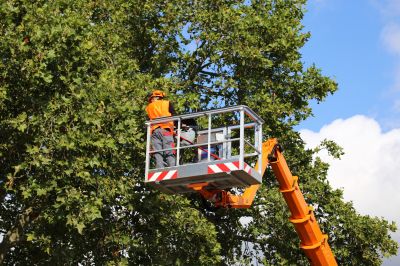 Tree care consultation