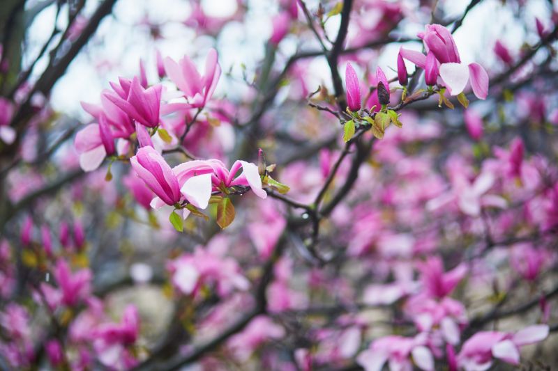 Enhance Tree Appearance