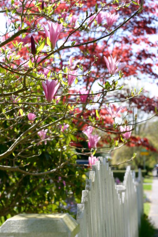 Improve Airflow and Sunlight Penetration