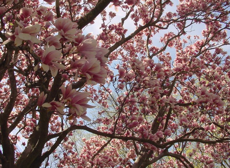 Encourage More Flowers