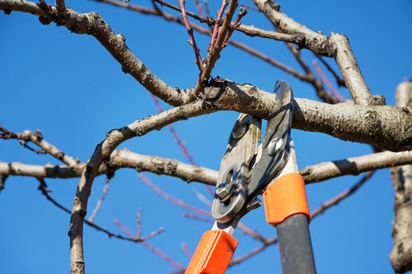 Grow your Magnolia Tree Pruning business